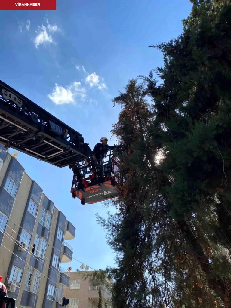 Şanlıurfa’da Ağaçta Mahsur Kalan Yavru Kedi Kurtarıldı