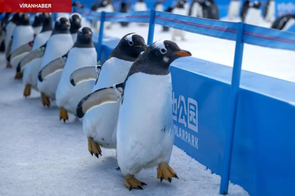 Albüm: Çin’in Harbin Kentinde Düzenlenen Penguen Geçit Merasimi Renkli İmgelere Sahne Oldu