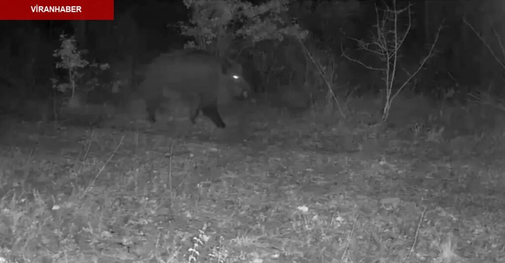 Karabük’te yaban hayatı fotokapana yansıdı