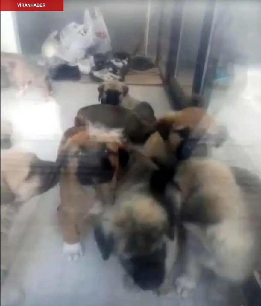 Ankara’da doktora köpek cinsel istismarı ve öldürme hatasından ceza