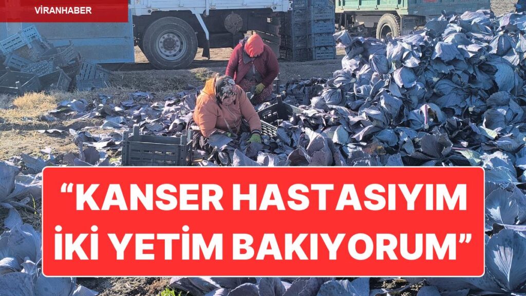 Osmaniye’de Karalahana Tarlasında Çalışan Tarım İşçilerinin Hayata Tutunma Çabası