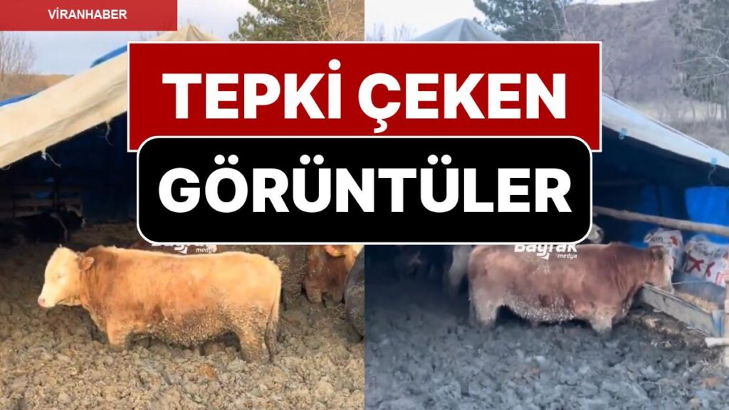 Hayvanları Çamura Saplayıp Kilo Aldırıyorlarmış! Tarım Bakanlığı’ndan Açıklama